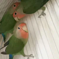 طوطی برزیلی|پرنده|قروه, |دیوار