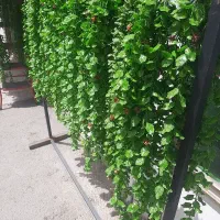 گل آویز شمشاد و پونه پخش عمده