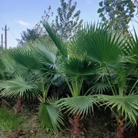 پالم واشنگتن|گل و گیاه طبیعی|طاهرگوراب, |دیوار