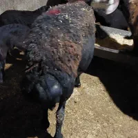 دو عدد گوسفند عالی و درشت|حیوانات مزرعه|خان ببین, |دیوار