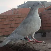 کبوتر پرشی