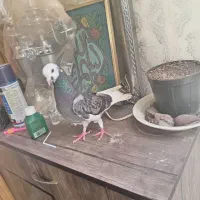 کفتر