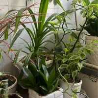 گلهای سالم و سرحال|گل و گیاه طبیعی|اراک, |دیوار