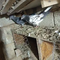 کبوتر|پرنده|سیلوانه, |دیوار