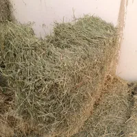 فروش یونجه ۱۴۰بسته خشک