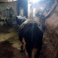 گاو با گوساله