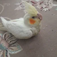 عروس هلندی