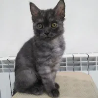 گربه بیریتیش