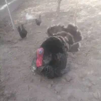 فروش بوقلمون|حیوانات مزرعه|کرج, باغستان|دیوار