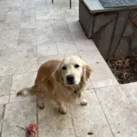 واگذاری گلدن رتریور اصیل (ماده)