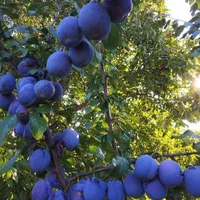 شابلون شمشیری قیسی هلو کیوی سیب|خدمات باغبانی و درختکاری|بیرجند, |دیوار