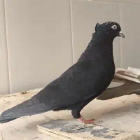 کبوتر|پرنده|مرودشت, شهرک مهدیه|دیوار