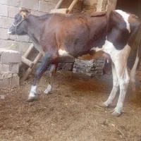گاو گوساله نر خارجی