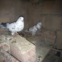 کبوتر پرشی|پرنده|پاکدشت, پاکدشت (مامازند)|دیوار