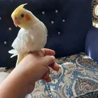 عروس هلندی لوتینو دستی