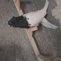 کله سیاه نر عروسک|پرنده|مشهد, ویلاشهر|دیوار