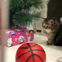 واگذاری تو.له گربه های بریتیش بلک گلد