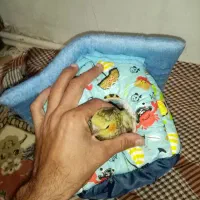 Box ولونه عروس وکوتوله|لوازم جانبی حیوانات|مشهد, امیرآباد|دیوار