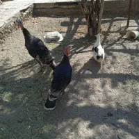 بوقلمون|حیوانات مزرعه|گلباف, |دیوار