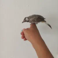 پرنده|پرنده|شیراز, اصلاح‌نژاد|دیوار