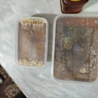 عسل طبیعی کردستان|خوردنی و آشامیدنی|کاشان, فاز ۲ ناجی آباد|دیوار