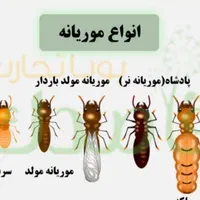 سمپاشی حشرات موذی|خدمات نظافت|اسلام‌شهر, باغ فیض|دیوار