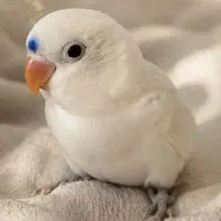 کوتوله البینو خاص