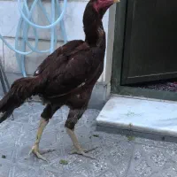 خروس لاری