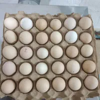 تخم مرغ محلی و گلین