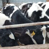 ۵راس تلیسه تمام صنعتی آماده تلقیح