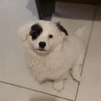 سگ  توله|سگ|ساری, |دیوار