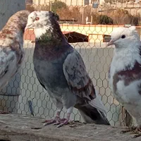 کبوتر تهرانی پرشی