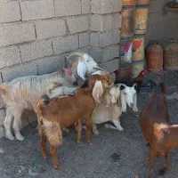 تعدادی بز برای فروش
