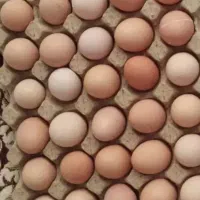 تخم مرغ تازه محلی و نطفه دار