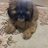 فوری فوری شاه توله پیکینیز|سگ|شهریار, اسدآباد|دیوار