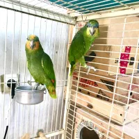 جفت طوطی امازون مولد ( کاسکو سبز )|پرنده|رشت, یخسازی|دیوار