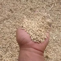 جو محلی درجه یک