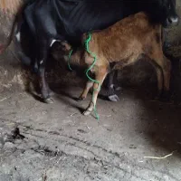 حیوانات مزرعه