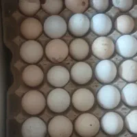 تخم مرغ ترک دار(نوکی)