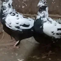 سوسک سینه سیاه جنگلی