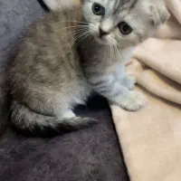 بچه گربه|گربه|تهران, دانشگاه شریف|دیوار