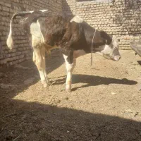 گوساله سیمینتال
