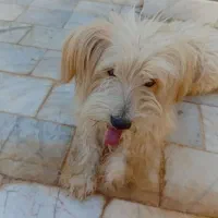 فروش قیمت ۲ ملیون تومان با تخفیف|سگ|کشکوئیه, |دیوار