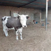 فروش گاو شیری با گوساله|حیوانات مزرعه|زابل, |دیوار