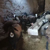 ۲۵گوسفند آبستن زایده بردارهمه جوان