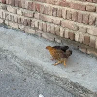 جوجه گلپایگان