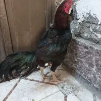 خروس .بوقلون نر..جوجه