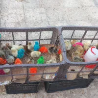 جوجه|حیوانات مزرعه|اهواز, کیانشهر|دیوار