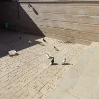 حراج کفتر رنگی|پرنده|آباده, |دیوار