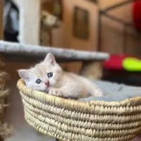 زیباترین گربه های بریتیش
